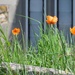Poppies by lellie
