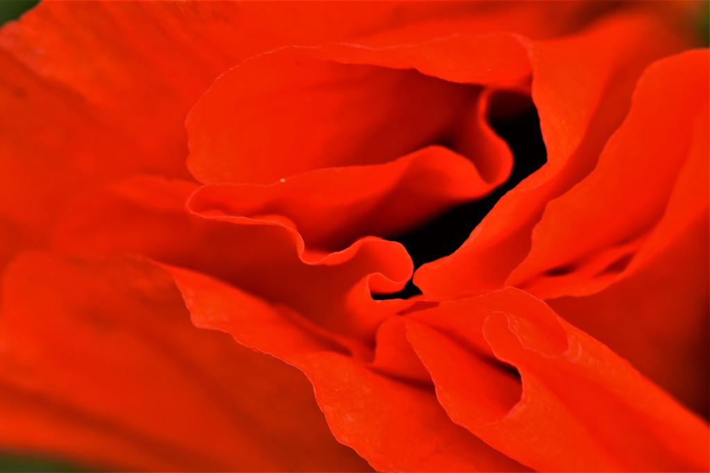 abstract poppy by christophercox