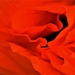 abstract poppy by christophercox