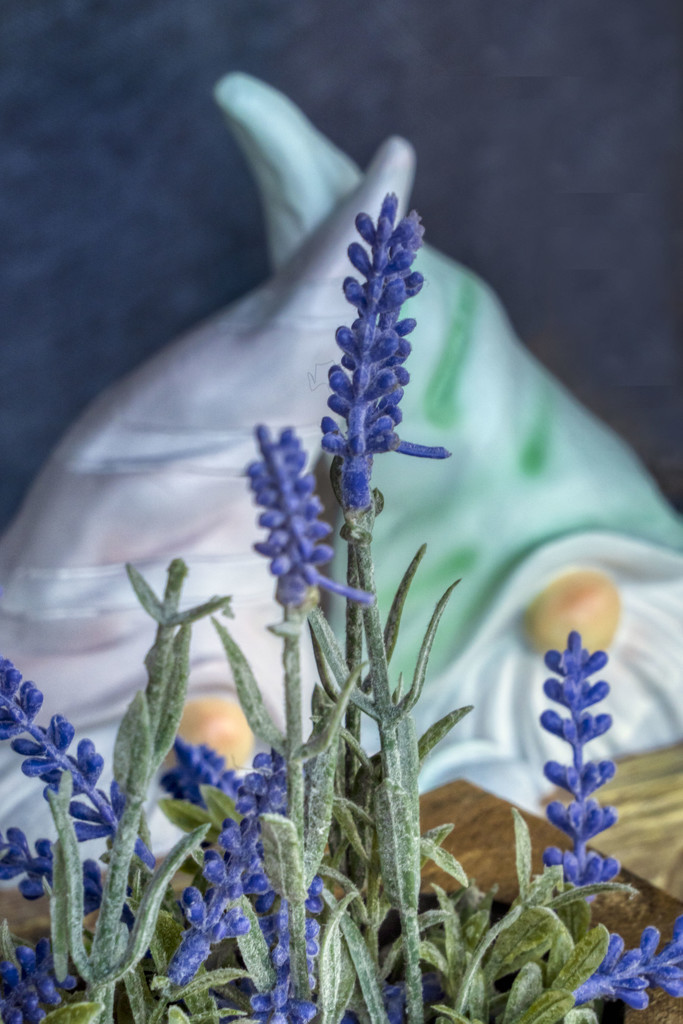 Hidden Behind the Lavender by kvphoto