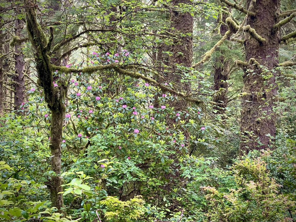 Native Rhododendrons by jgpittenger
