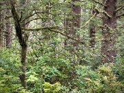 12th Jun 2021 - Native Rhododendrons