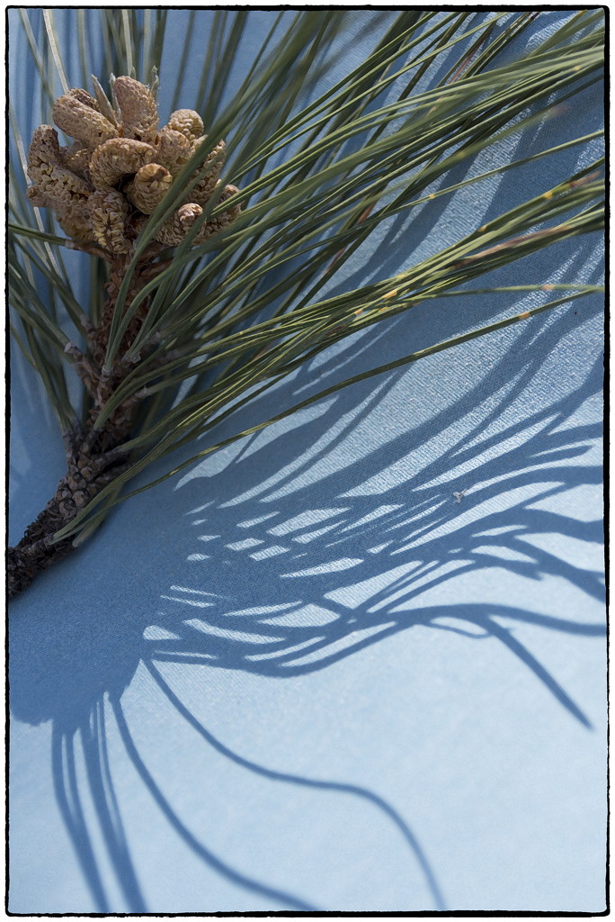 Pine patterns by joysabin