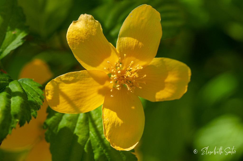Yellow flower by elisasaeter