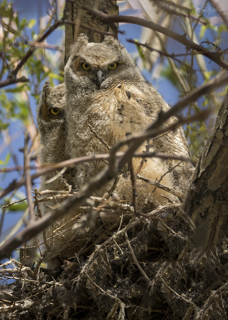 Curious Owlets  by jgpittenger