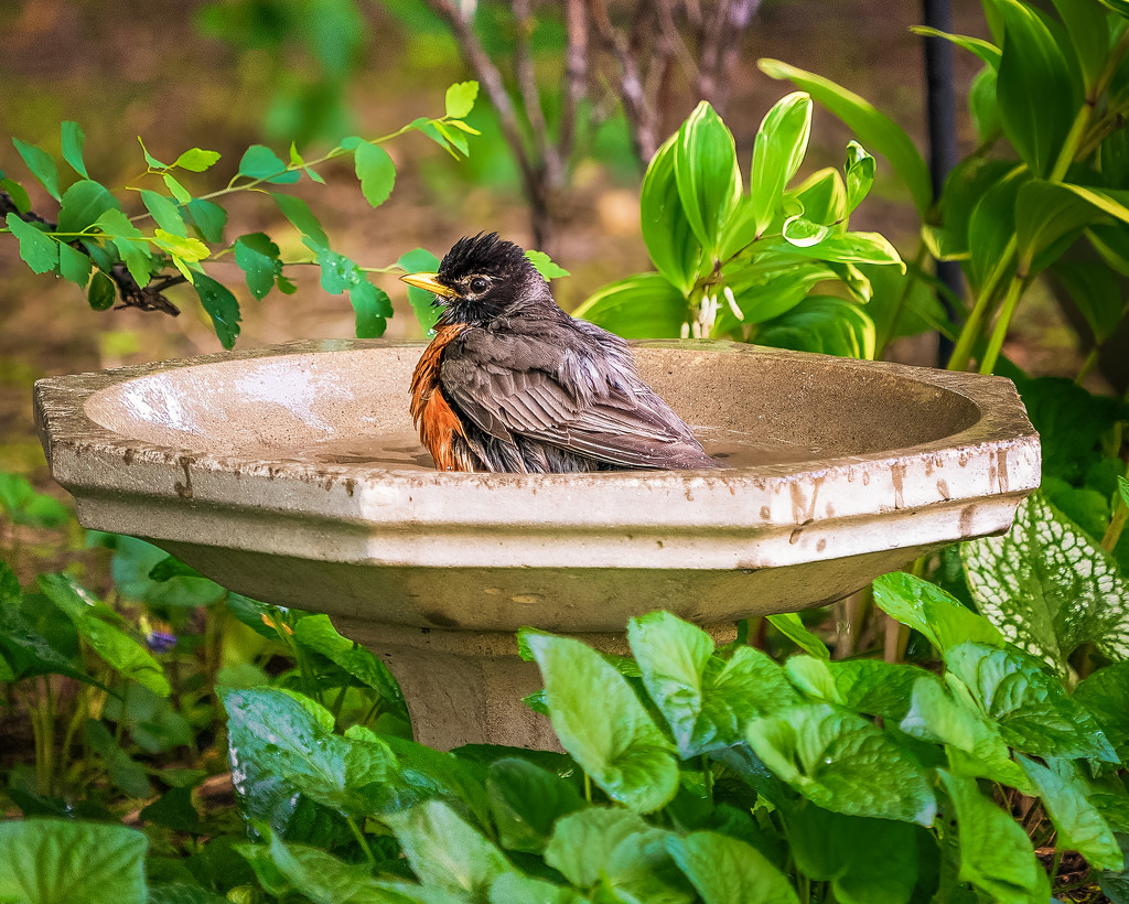 another robin taking a bath by jernst1779