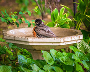 12th Jun 2021 - another robin taking a bath