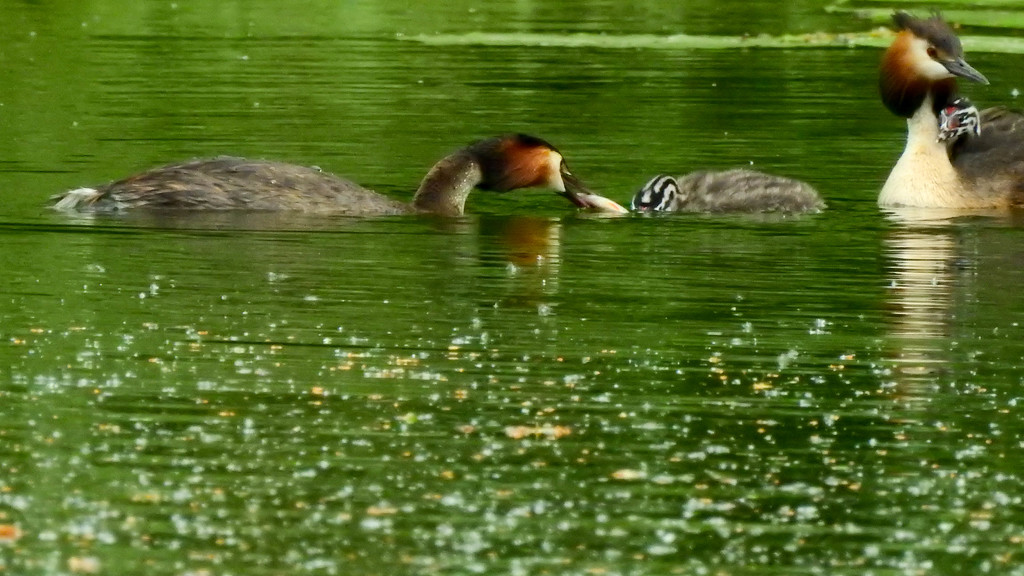 Feeding time by stevejacob