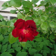 12th Jun 2021 - Red Rose Day