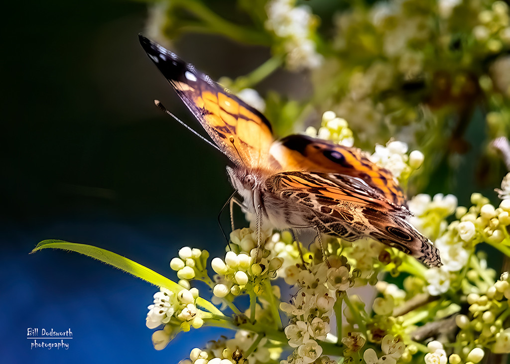 American Lady Butterfly by photographycrazy