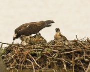 12th Jun 2021 - LHG-2972- osprey nest with 3 chicks