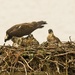 LHG-2972- osprey nest with 3 chicks by rontu