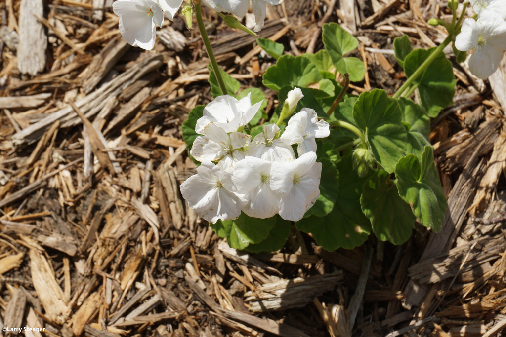 White geranium by larrysphotos