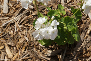 12th Jun 2021 - White geranium