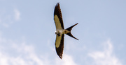 12th Jun 2021 - Swallowtail Kite With It's Meal!