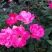 Splendid roses  by congaree