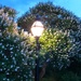 Early evening at the park with California buckeye in bloom by congaree