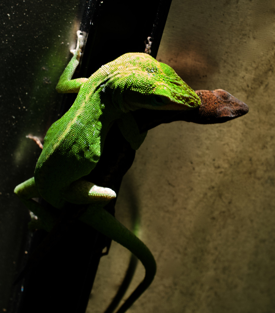 Anoles in love by eudora