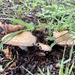 Mushroooooms by sugarmuser