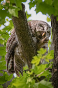 12th Jun 2021 - Barred Owl Cleaning His Foot