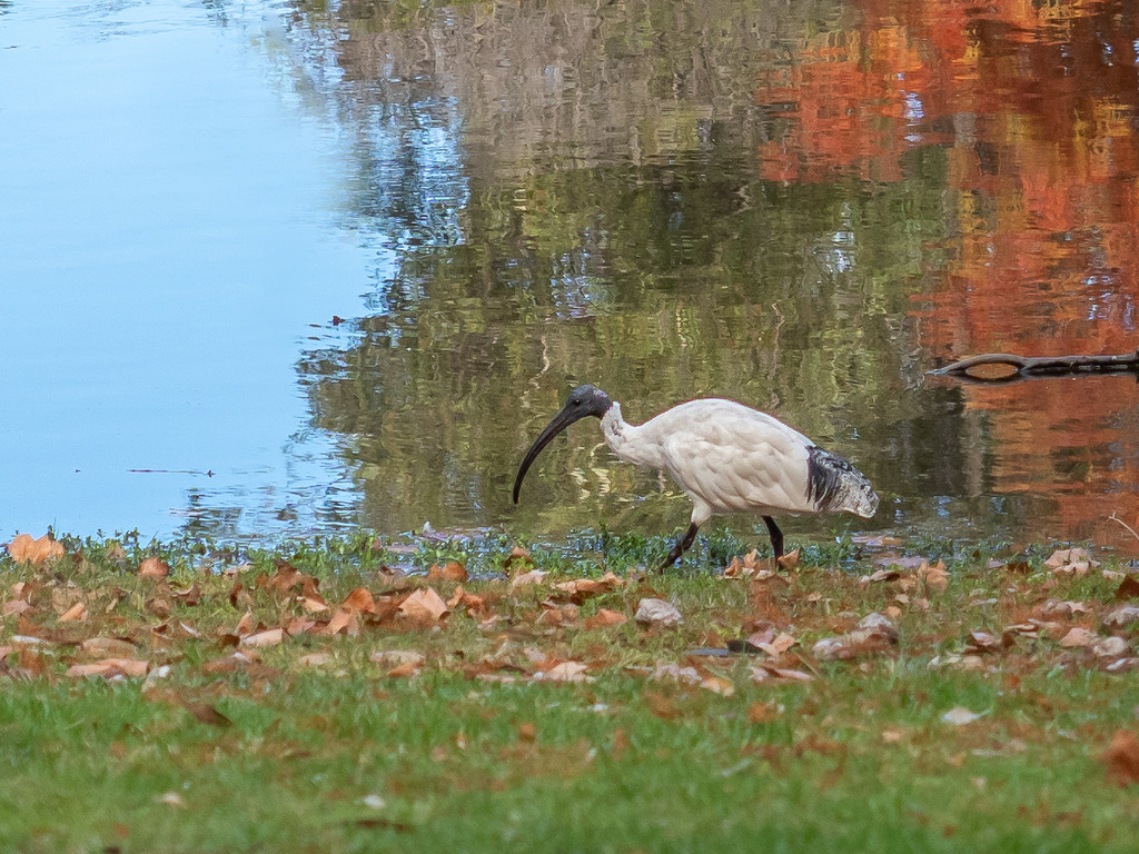 Ibis at the pond by gosia