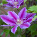 Clematis by pamknowler