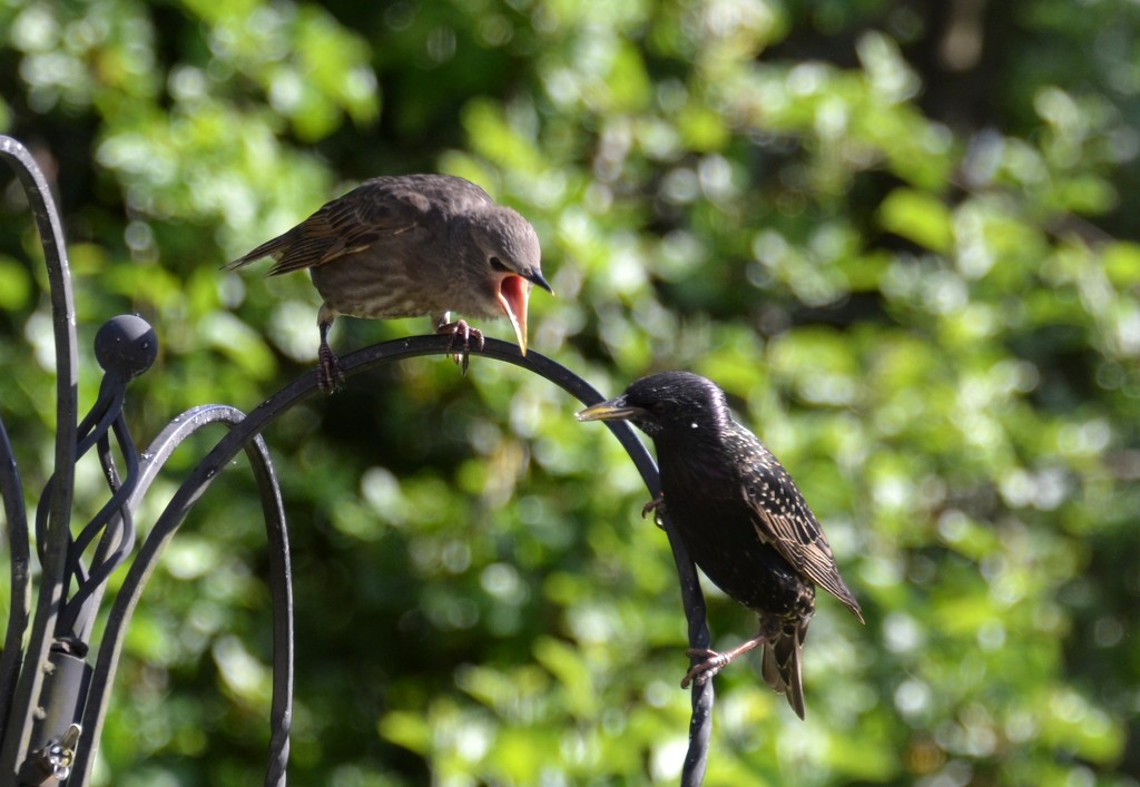 Starlings by arkensiel