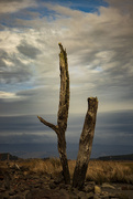 24th May 2021 - Even tree stumps can be interesting