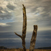 Even tree stumps can be interesting by suez1e
