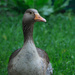 a duck by j_kamil