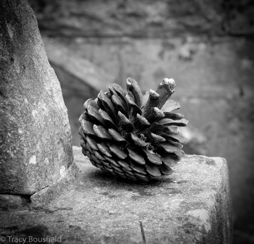 Pine Cone by tracybeautychick