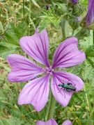 13th Jun 2021 - Thick-legged flower beetle