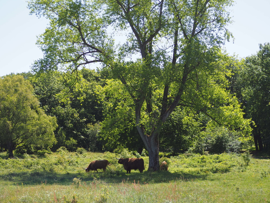 Beechtree with Highland cattle by thedarkroom