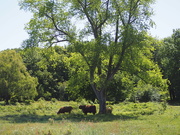 13th Jun 2021 - Beechtree with Highland cattle