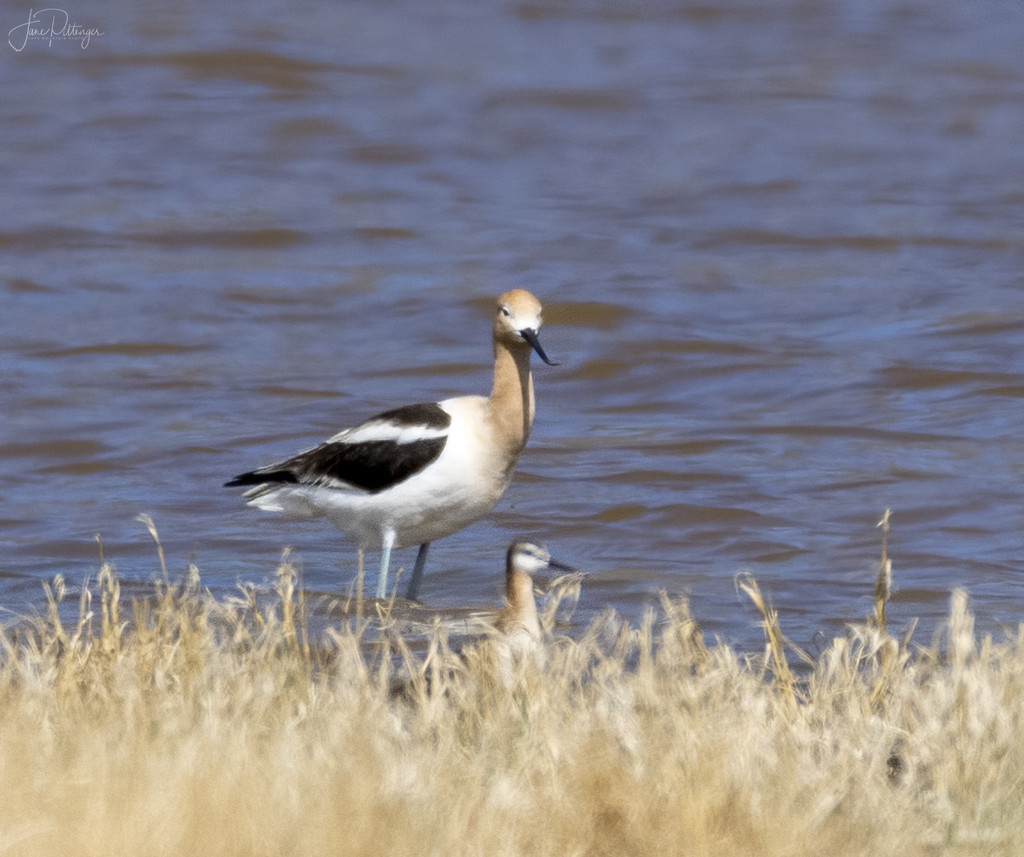American Avocet with Baby  by jgpittenger