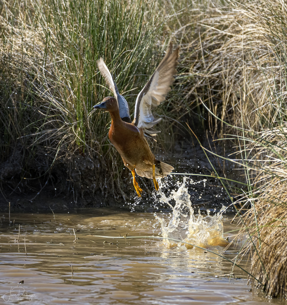 Cinnamon Teal Taking Off  by jgpittenger