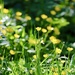 Buttercups by carole_sandford