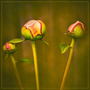 13th Jun 2021 - a family of peony buds