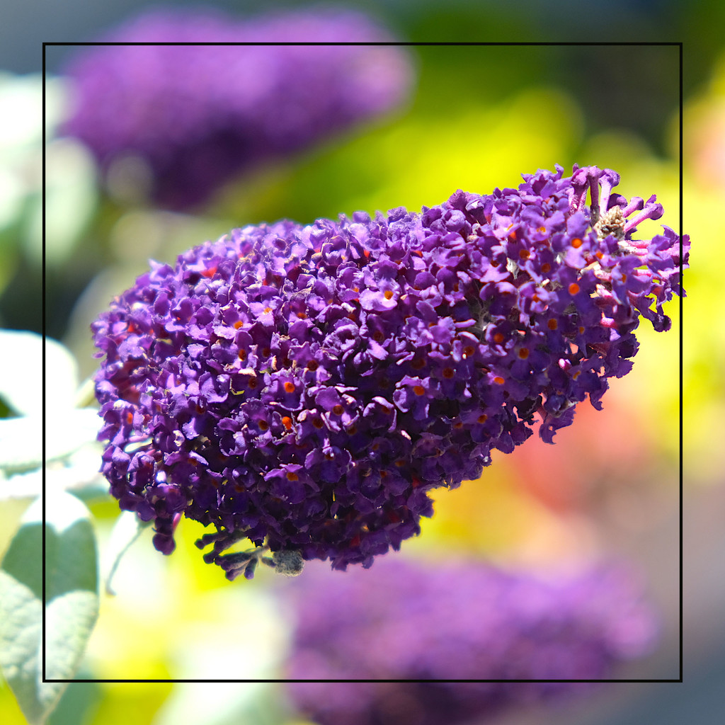 Butterfly Bush by redy4et