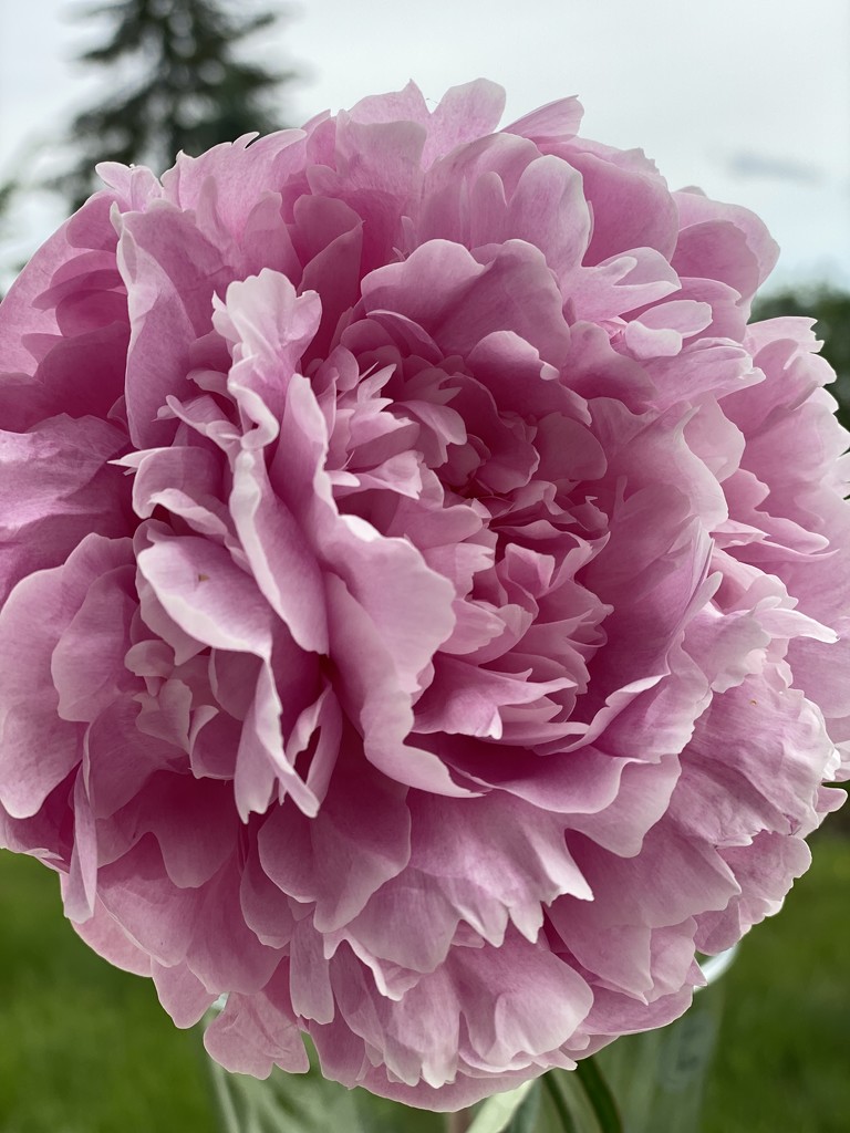 Pink Peony by clay88