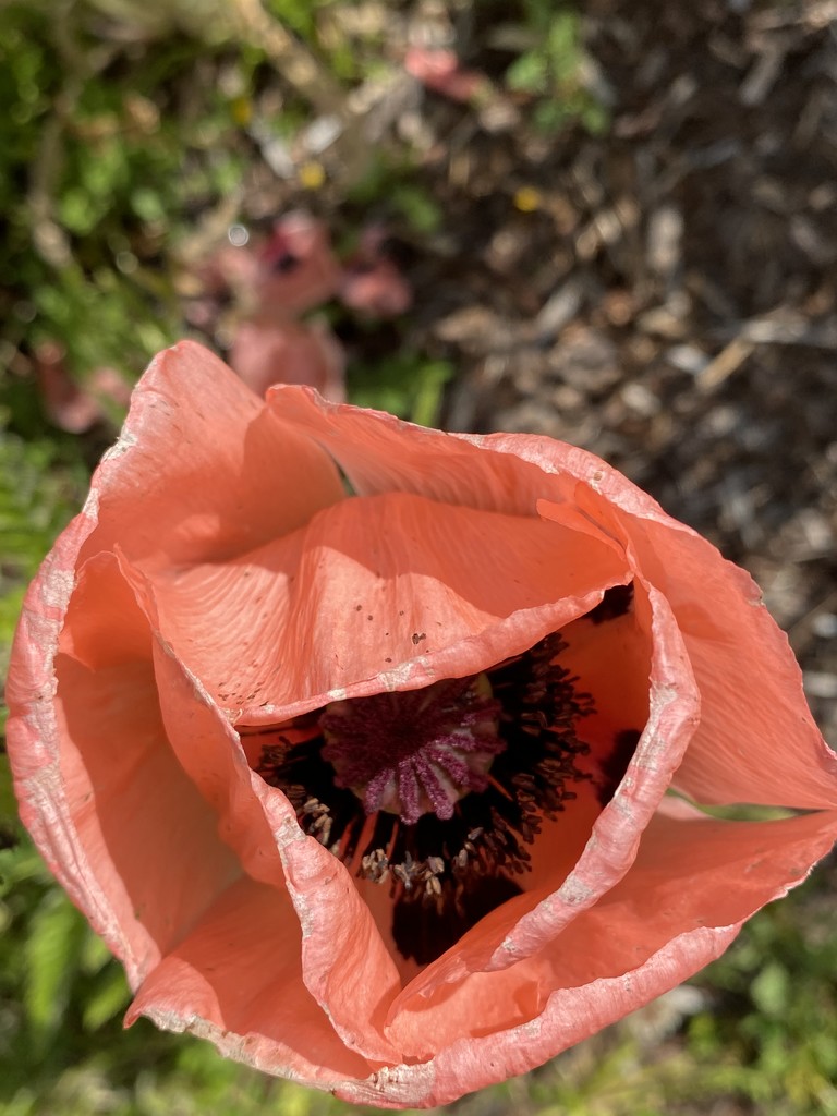 Inside of a Poppy by clay88