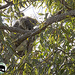 well camouflaged  by koalagardens