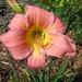  Pink Lily by vernabeth