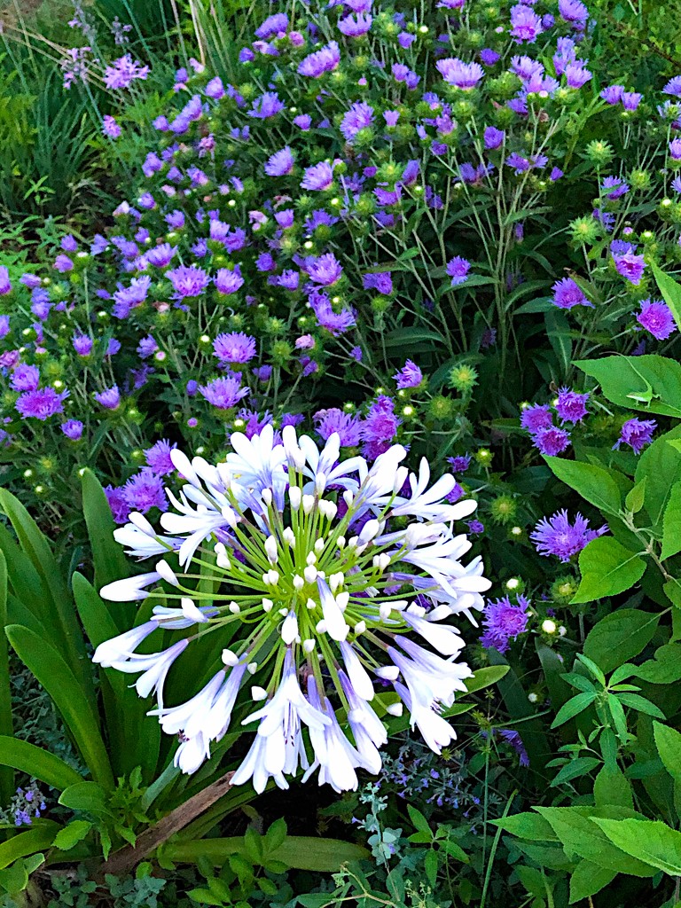 Agapanthus (Nile blue lily) and stochesia  by congaree