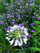 13th Jun 2021 - Agapanthus (Nile blue lily) and stochesia 