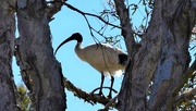 14th Jun 2021 - Ibis.. High Up In The Tree ~