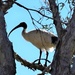 Ibis.. High Up In The Tree ~ by happysnaps