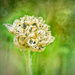 Fading Chive Blossom by samae