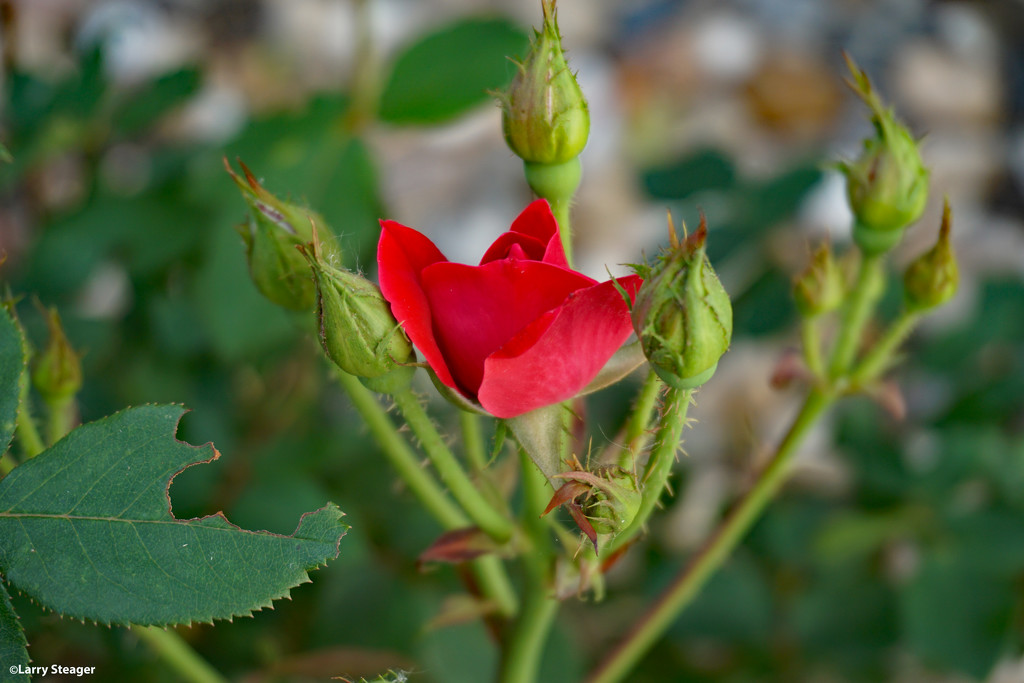 A simple rose by larrysphotos