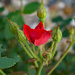 A simple rose by larrysphotos